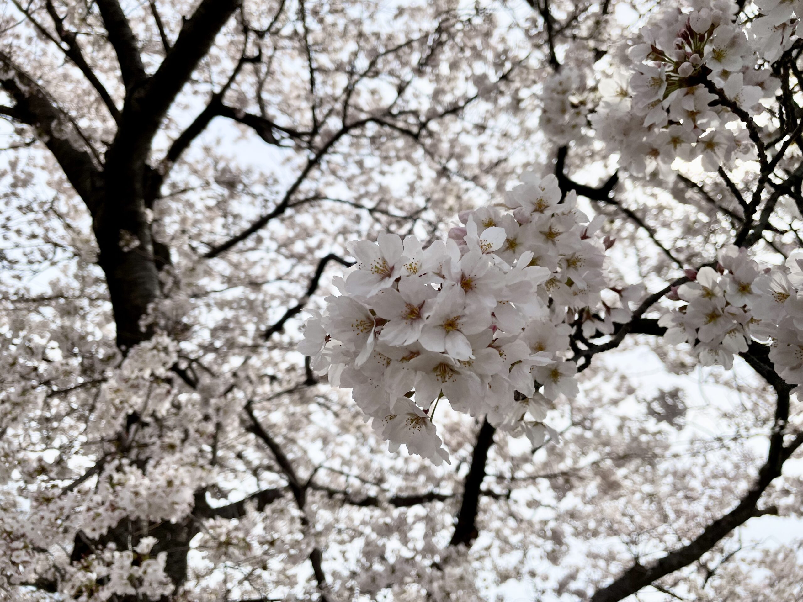 de愛ひろばの桜の画像1 (1)